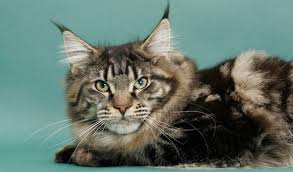 For safety reasons, it is recommended that all cats be kept indoors regardless of their individual. Maine Coon Cat Breed Information