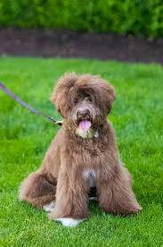We utilize the puppy culture program and have a strong focus on socialization and health for our beautiful puppies. Our Girls Hunterberry Hill Labradoodles