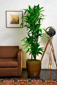 Hawaiian Lisa Cane Large Indoor Plants House Plants Indoor Tall Indoor Plants