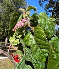 Image result for Rivina humilis