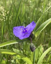 Image result for Commelinaceae