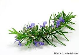 BİBERİYE ile ilgili görsel sonucu