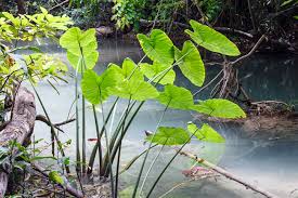 The elephant ear plant can also be mildly poisonous to cats and dogs. 1 Taro Elephant Ear Bog Assortment Packs For Sale At Azgardens Com