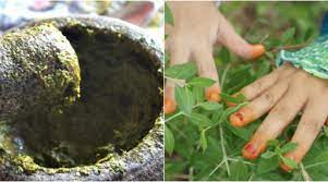 Beberapa penelitian melaporkan bahwa ekstrak daun sambung nyawa mengandung berbagai zat aktif kimiawi yang baik untuk kesehatan, seperti saponin, tannin, terpenoid. Khasiat Daun Inai Untuk Rahim Dedaun Alam Bunga Part Ix Saya Mau Tanya Tentang Khasiat Rebusan Daun Sirsak Terutama Untuk Rahim Mungkinkah Baik Untuk Dikonsumsi Hylos Iman