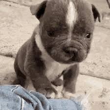Adorable french bulldog puppy and chihuahua dog bathing in the small basin, it want to take a shower to relieve the heat in summer. Puppy Gifs Page 100 Wifflegif