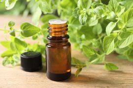 Image result for Justicia heterocarpa