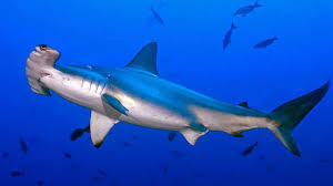 On A Recent Scuba Diving Adventure To The Socorro Islands In Mexico Stuart The Videographer Had The Amazing Chance To Dive With A Number Of Huge Sea Animals Goruntuler Ile