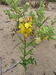 Image result for Crotalaria torrei