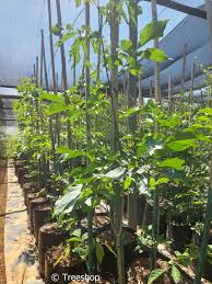 Image result for Markhamia zanzibarica