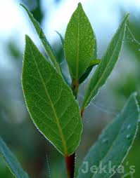 Image result for bay leaf bush foto