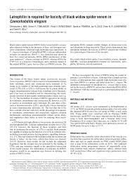 The black widow spider is probably the most venomous spider in north america. Pdf Latrophilin Is Required For Toxicity Of Black Widow Spider Venom In Caenorhabditis Elegans