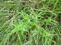 Image result for Oldenlandia capensis