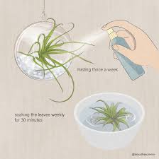 Since air plants are epiphytes, they don't require soil to thrive. 5 Things You Need To Know About Air Plants Isawthescience
