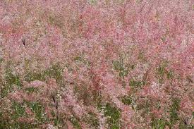 Image result for Melinis longiseta