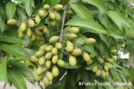 Image result for Maranthes