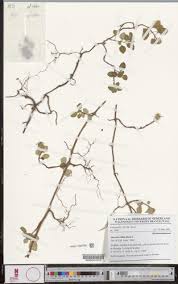 Image result for Heterotis decumbens