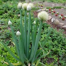 Together we create outstanding, culturally immersive, and safe programs. Allium Cepa