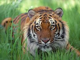  Gambar Harimau Jawa Gambar Keren Dan Unik Wallpaper Foto Lucu Tiger Pictures Pet Tiger Tiger Images