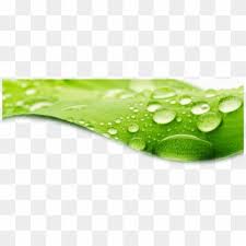 Logo tetesan air, tetesan air, tetesan air halus, biru, drop, enkapsulasi postscript png. Water Water Droplet Droplet Water Tetesan Air Vektor Hd Png Download 500x659 422569 Pngfind