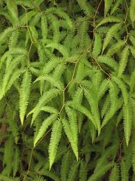 Image result for Gleicheniaceae