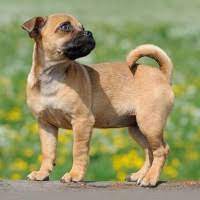 If you require a pup with breeding rights or for show quality with a top pedigree then expect to pay from $900 upwards to $2,000 or even more. Milouchouchou Les Croisements Interessants Jug Jack Russell Terrier X Carlin