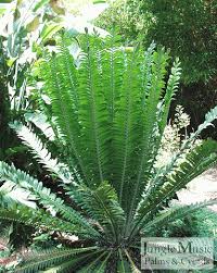 Image result for Cyathula polycephala