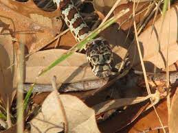 Texas Parks And Wildlife Shared Joe Meyers S Photo Do You See The Resemblance To Homer Simpson This Eastern Yellow Bellie Homer Simpson Homer Funny Pictures