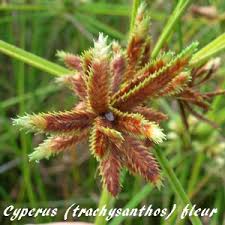 Image result for Cyperus aterrimus