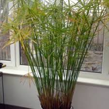 Image result for Cyperus clavinux