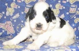 196 likes · 1 talking about this. Corgipoo Dog Breed Information And Pictures