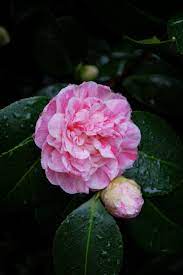 Camellias It Has Opened Hope It Does Not Rain Forever Now In 2020 Garden Tags Garden Pictures Garden Photos