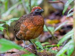 Image result for Odontosoria africana