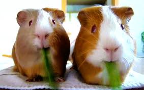 New ultimate cute mini pigs & micro pigs compilation 2018 _ try not to laugh funny pet videos fpv. Best Baby Guinea Pig Gifs Gfycat
