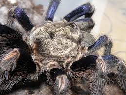 Euathlus pulcherrimaklaasi (schmidt, 1991) — эквадор. Artroposfera On Twitter Euathlus Truculentus Blue Http T Co Ni2qlqihme