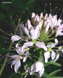 Image result for Sericorema remotiflora