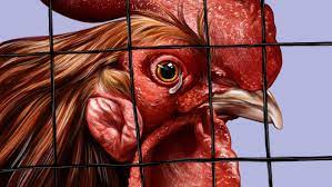 Deputies found 21 more roosters in separate cages with cut combs and sharpened or trimmed natural spurs, indicative of cockfighting. The Cockfighting Ring Raid That Upended A Small Town The Ringer