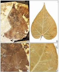 Image result for Tinospora mossambicensis