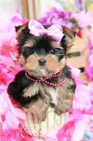 Description:welcome to pocket puppies boutique founded in 2006, pocket puppies boutique provides true teacup, toy and small breed puppies. Yorkiebabies Com