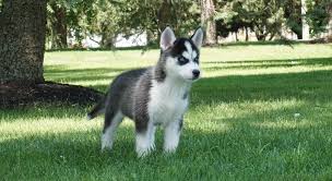 Your siberian husky puppy will geet safe shipping. Kybra Kennels Siberian Husky Puppies