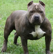 Chó pitbull hay american pit bull terrier có bản tính hung dữ, được nuôi để phục vụ cho việc đi săn hay tham gia vào các buổi chọi chó trong đấu trường. Cho Pitbull Cháº¿ Ä'á»™ Dinh DÆ°á»¡ng Va Ä'áº·c Ä'iá»ƒm Cho Pitbull