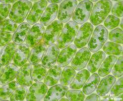 Pin By Alex Matute On Skin Plant Science Plant Leaves Plants
