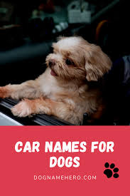 It translates to a bear. 170 Car Names For Dogs Dog Name Hero