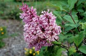 Image result for Syringa prestoniae
