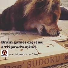 You Ll Love These Cat And Dog Brain Games For Tripawds And Quadpawds