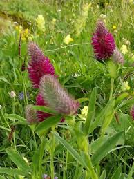 Image result for Trifolium wentzelianum