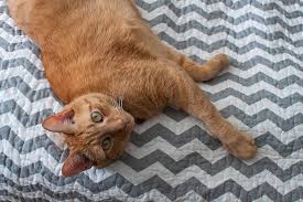 I'm glad that she doesn't seem to be bothered by it, but your cat's belly lump still needs to be evaluated by your veterinarian. Abdominal Distension In Cats Signs Causes Diagnosis Treatment Recovery Management Cost