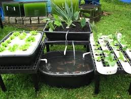 Akuaponik Alternatif Budi Daya Tanaman Dan Ikan Bersamaan Petani