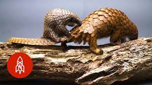 It's a very precious animal to the world. The World S Only Scaled Mammal Is Adorable Youtube