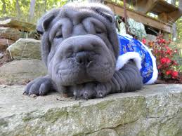 We did not find results for: 25 Very Awesome Blue Shar Pei Dog Photos And Pictures