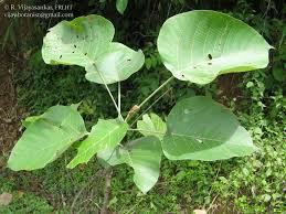 Image result for Macaranga mellifera